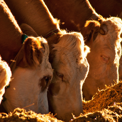 Diseño sin título(1)